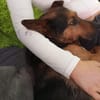Tulma1 sucht ein Zuhause/Pflegestelle