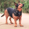 Tulma1 sucht ein Zuhause/Pflegestelle