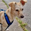 Milli - sucht ein neues Zuhause