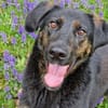 Kenny - ein lustiger Junghund