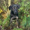 Kenny - ein lustiger Junghund