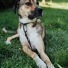 Nena,2Jahre tolle Tierschutzhündin sucht