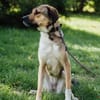 Nena,2Jahre tolle Tierschutzhündin sucht