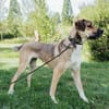 Nena,2Jahre tolle Tierschutzhündin sucht