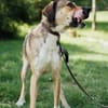 Nena,2Jahre tolle Tierschutzhündin sucht