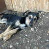 Welpen aus dem Tierschutz