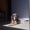 Sonnenschein Laica sucht ihre Menschen