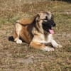 Cody - Familienanschluss gesucht