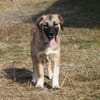 Cody - Familienanschluss gesucht