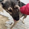 LIA - sucht ein freundliches Zuhause