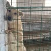 Freundlicher KAMIL sucht seine Menschen