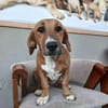 Kleine Bailey sucht ab Nov ein zu Hause