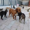 Kleine Bailey sucht ab Nov ein zu Hause