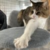 PAW