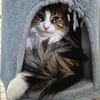 PAW