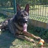 Urhan