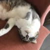 MAÏA