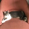 MAÏA