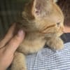 Caramel