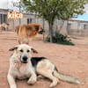 KIKO (Animalcazar)