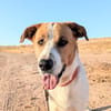 BRUCE (Animalcazar)