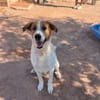 BRUCE (Animalcazar)