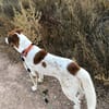 BRUCE (Animalcazar)