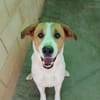 BRUCE (Animalcazar)