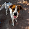 BRUCE (Animalcazar)
