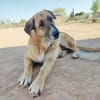 KIKA (Animalcazar)