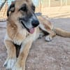 KIKA (Animalcazar)