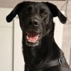 Labrador Mischling sucht tolle Leute