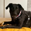 Labrador Mischling sucht tolle Leute