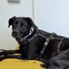 Labrador Mischling sucht tolle Leute