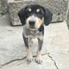 Robbie - Welpe Mischling Rüde Mix