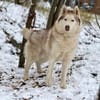 YASEN- sucht ruhige Rentnerstellu g
