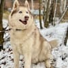 YASEN- sucht ruhige Rentnerstellu g
