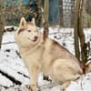 YASEN- sucht ruhige Rentnerstellu g