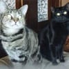 Katzen Notfall dringend pflegestelle