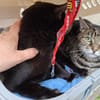 Katzen Notfall dringend pflegestelle