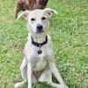 CHITA -sucht ein neues Zuhause-