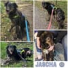 JASCHA -liebe, vorsichtige &ruhige Seele