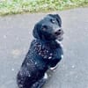 💙Monty💙 sucht seine Menschen