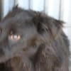 Tamu - sehr lieb u u. verspielt