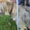 Barney wartet sehnsüchtig auf  seine f