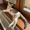 Jinx Sportliches Katzenmädel