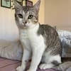 Jinx Sportliches Katzenmädel