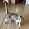 Jinx Sportliches Katzenmädel