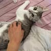 Jinx Sportliches Katzenmädel
