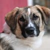 FENNO -rundum toller Junghund-